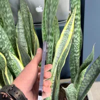 14 Pro Max 256 ZAA|موبایل|مشهد, بهشت|دیوار