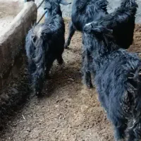 کهره سبک|حیوانات مزرعه|بهبهان, |دیوار