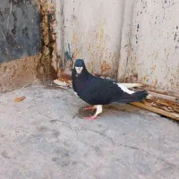 کبوتر شهری|پرنده|شیراز, شیخ علی چوپان|دیوار