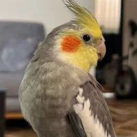 گمشده