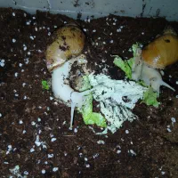 حلزون بالغ ومولد|خزنده|قرچک, صالح آباد|دیوار