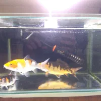 آکواریم با لوازم و ماهی