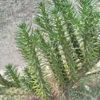 گل وگیاه