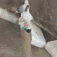 ۷ دونه کفتر خوب