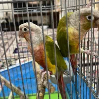 ۱ جفت طوطی گرینچیک بالغ