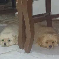 فروش ۲ قلاده سگ پامرین ۳ماهه واکسن خورده