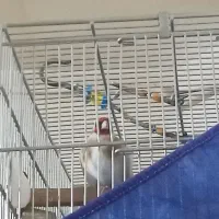 سهره مست مست بخوان دهن مجلسی|پرنده|صحنه, |دیوار