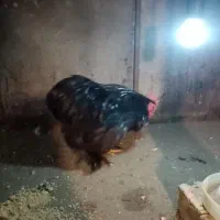 خروس کوشین بلک|حیوانات مزرعه|نوشهر, |دیوار