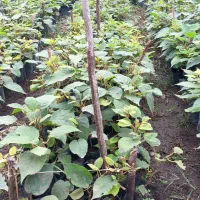 فروش نهال کیوی ترش