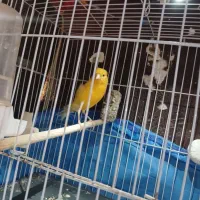 دوتا قناری رسمی بلند شلاقی میخونند مست مست