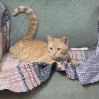 گربه نارنجی|گربه|گرگان, |دیوار