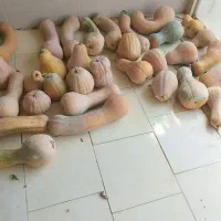 کدو کیلو 50ابیاری شده بااب چاه موتور