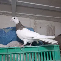 کفتر جوجه پلاکی و جوجه طوقی|پرنده|شیراز, شیخ علی چوپان|دیوار