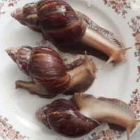 حلزون پرورشی