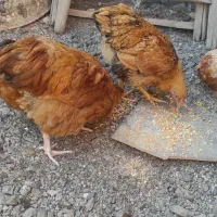 خروس ویاندوت بوف|حیوانات مزرعه|مشهد, ویلاشهر|دیوار