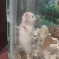 همستر با آکواریم بزرگ