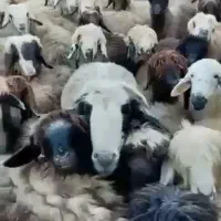 میش بختیاری درجه یک|حیوانات مزرعه|مرودشت, بیست متری بیمارستان|دیوار