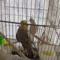 جفت عروس هلندی|پرنده|گلبهار, شهر جدید گلبهار|دیوار