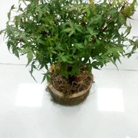 بونسای افرا و جنسینگ|گل و گیاه طبیعی|تهران, شهرک پاسداران|دیوار
