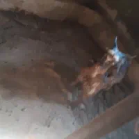 دوتا بیگ‌ نر شیری چاق|حیوانات مزرعه|ایذه, |دیوار