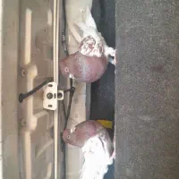 کبوتر جفت کله ای سرخ روزگاری