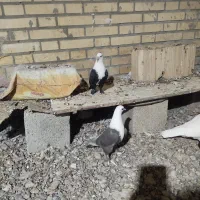 کربلایی جوانه