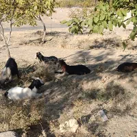 ۵ راس بز چاق