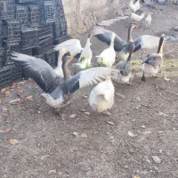 فروش ۸ غاز محلی