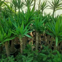طراحی و کاشت رایگان باغچه /ضمانت خدمات/|گل و گیاه طبیعی|تهران, شهرک غرب|دیوار
