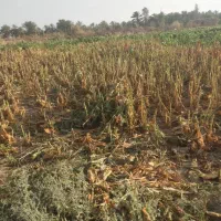 گل وبذرش موجوده