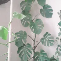 گل آپارتمانی|گل و گیاه طبیعی|کرمانشاه, |دیوار