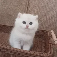 بریتیش سیلور چشم سبز