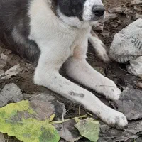 سراب افغان|سگ|رشت, یخسازی|دیوار