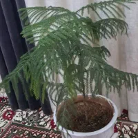 کاج دیفن|گل و گیاه طبیعی|ایذه, |دیوار