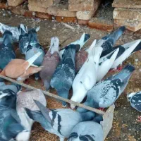 کبوتر پلاکی و دورگ در سوسنگرد.|پرنده|اهواز, منبع اب|دیوار