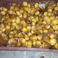 حراج رطب سبدی کیلو 150 کیلوی 160