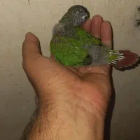 جوجه گرینچیک ۲۵ روزه و جوجه عروس هلندی ۲۰ روزه