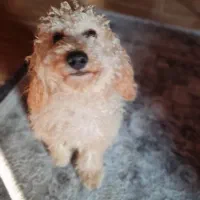 واگذاری سگ پودل|سگ|نوشهر, |دیوار