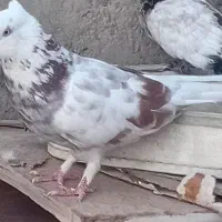ماده.گرگی موره ای