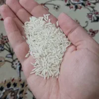 پخش برنج هاشمی درجه یک گیلان