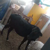 فروش گوساله ماده سرحال وگوسفند