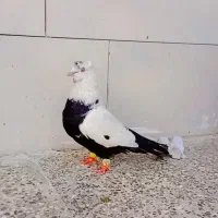 نرماده دومبی