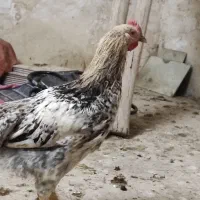 خروس|حیوانات مزرعه|اصفهان, احمدآباد|دیوار
