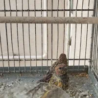 سهره گلبسر بالغ|پرنده|قزوین, |دیوار