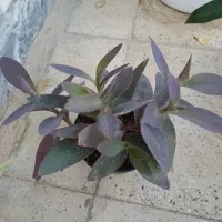 گل طبیعی|گل و گیاه طبیعی|کرمانشاه, |دیوار