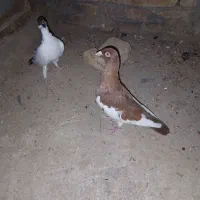 سلام خدمت دوستان عشق باز|پرنده|یزد, |دیوار