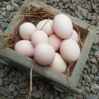 تخم مرغ محلی|خوردنی و آشامیدنی|سنگر, |دیوار