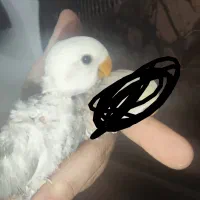 کوتوله برزیلی|پرنده|مرودشت, مجد آباد|دیوار