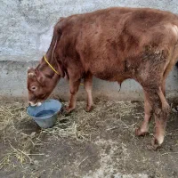 دوتا ورزاکوله کاملا سالم