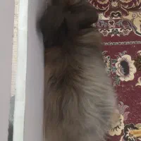 خرگوش لوپ ماده